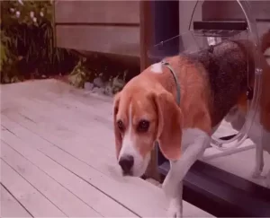 glass pet door installation