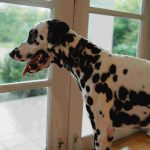 What to do for a successful pet door installation in Perth? – For pet parents