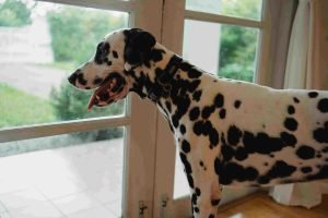 Double Glazed Pet Doors