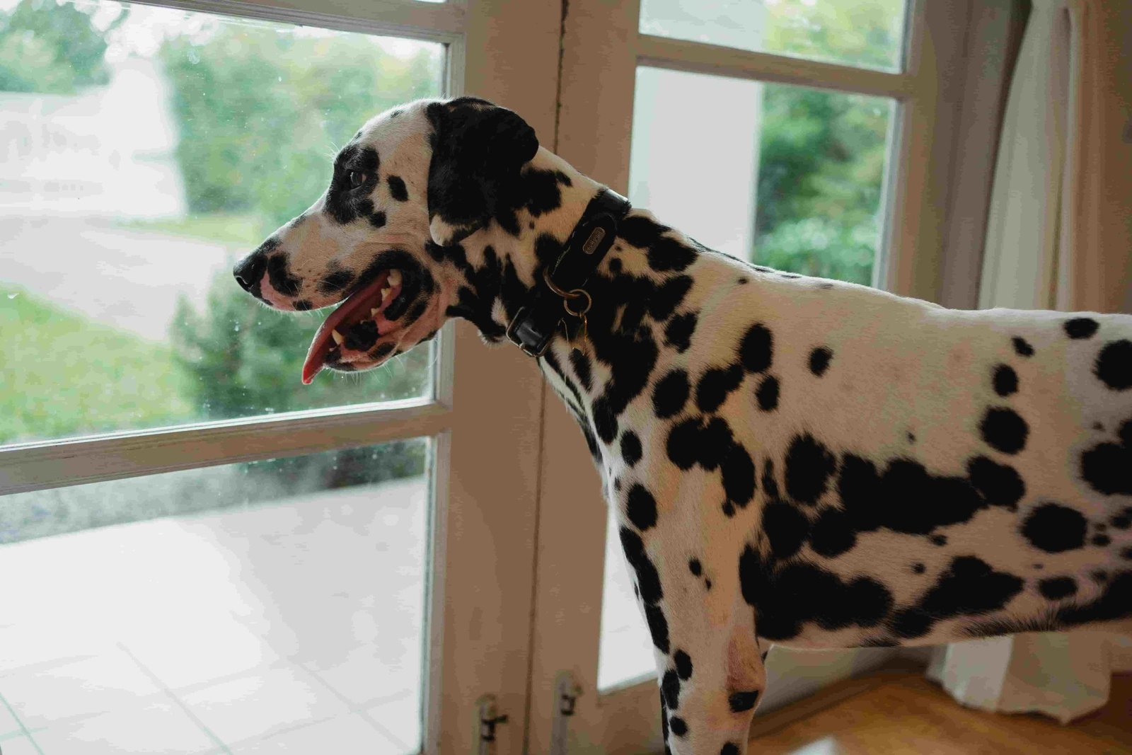 Double Glazed Pet Doors