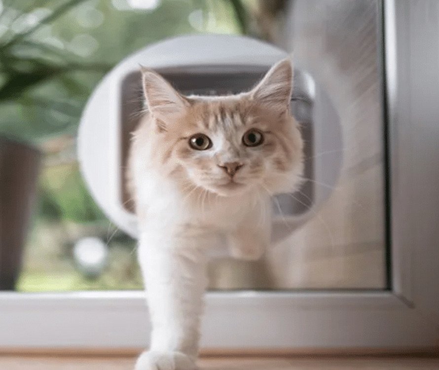 Pet Door
